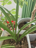 劉閣蘭花四季素心大凤素现带花苞出售有香味的花苗室内阳台绿植物花卉盆栽 2苗连体裸根 实拍图
