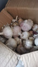 紫白皮蒜水果大蒜超市即食生鲜蔬菜大蒜 【实惠】5斤带箱 净重4.55斤单果3.5-5cm 实拍图