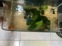 高清热弯玻璃鱼缸 透明家庭一体客厅桌面水草缸龟缸生态溪流 高清热弯鱼缸40*24*25cm 实拍图