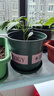 九千谷加仑花盆新高款2加仑3个装 加仑盆绿塑料盆种花种菜盆 带托盘1237 实拍图