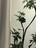 爱优尚幸福树盆栽客厅室内大型绿植办公室乔迁新家绿宝净化空气源头直发 实拍图