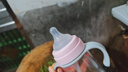 爱得利（evorie）奶瓶 带手柄带重力球宽口径宝宝Tritan奶瓶300ml粉（6个月+） 实拍图