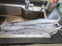 七冰东 带鱼 新鲜特级大带鱼整条 海钓宽带鱼段整箱 海鲜水产 生鲜 鱼类 5斤装（1-1.4斤/条） 实拍图