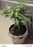 叹为观止大型植物发财树各种大颗盆栽开业乔迁客厅办公室内好养大型花卉 辫子发财树【50-60厘米】 不含盆 实拍图