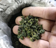 乐品乐茶茉莉花茶特级绿茶茶叶2025新茶川派浓香250g横县飘雪自己喝送礼袋 实拍图