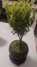 八芽 小叶赤楠盆景摆件室内绿植花卉盆栽老桩客厅办公室桌面好养植物 （【热销款】舍得紫砂盆赤楠+苔藓+底座） 实拍图