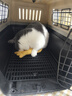 华元宠具（hoopet）猫咪航空箱宠物手提笼子狗狗托运箱车载猫包便携外出国航标准版S 实拍图