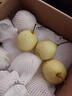 正宗河北鸭梨大白梨应当季新鲜现摘孕妇水果梨子脆甜多汁大果整箱 鸭梨9斤【净重8-8.5斤】 实拍图