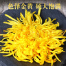 菊茗天下菊花茶【100朵完整大花+杯】金丝皇菊胎菊贡菊花草茶独立包菊花茶 【实惠款100朵+杯】【泡开7-9cm】 【头采大花】 实拍图