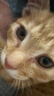 疯狂的主人猫砂盆垫超大号防带出双层EVA控砂垫防滑滤砂垫耐磨耐抓猫咪用品 实拍图