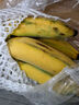 正宗苹果蕉广西香蕉自然熟新鲜水果奶蕉粉蕉小米芭蕉鹏贸 净重1斤 实拍图