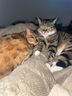 伟嘉成猫猫粮1.3kg牛肉味布偶蓝猫橘猫加菲英短猫咪夹心粮全价粮 实拍图