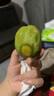 山姆大叔 周至徐香猕猴桃【多地次日达】绿心翠香奇异果年货水果礼盒装品 15枚装【优选果｜黄金甜度】70-90g 翠香猕猴桃｜老饕必选【礼箱装】 实拍图