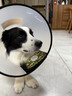 欢宠网伊丽莎白圈狗狗宠物狗绝育软项圈头套脖套防舔防咬加深脖圈大型犬 实拍图