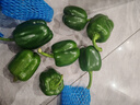 现摘新鲜圆辣椒超市即食太空椒皮厚肉多不辣水果灯笼椒 2斤专享 2斤 实拍图