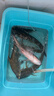 天元邓刚浮钓鲢鳙450g大头鱼饵料鲢鳙鱼饵钓鱼饵料 天元邓刚浮钓鲢鳙  3包 实拍图