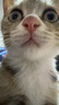 pidan猫砂抓板套组 经典豆腐混合猫砂2.4kg*4包+圆形抓板 实拍图