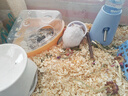 仓鼠粮食金丝熊营养主粮饲料用品面包虫干小零食仓苍鼠的专用食物 1200ML经典装【综合营养粮】1桶 实拍图