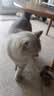 喔喔（WOWO）猫粮 猫主食冻干三鲜全价猫粮无谷猫粮成猫粮幼猫粮通用冻干猫粮 【混合双拼】海苔+鳕鱼虾 3KG 实拍图