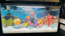 米家小米智能鱼缸 一体整机免装语音遥控半年免换水APP定时喂食水族箱 米家智能鱼缸 实拍图