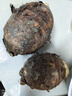 生鲜密语广西荔浦芋头 地标农产品 正宗荔浦芋 新鲜香芋 火锅食材生鲜蔬菜 【大芋】3-5个5斤 净重4.9斤 1份装（芋香浓郁） 实拍图
