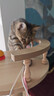 唐米吉吉【豪华升级】猫爬架猫窝猫树玩睡一体猫架猫抓柱家用不占地太空舱 【130cm太空舱木屋款】80%人选择 实拍图