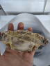 舟山梭子蟹鲜活特大野生大螃蟹新鲜冷冻海鲜水产海蟹飞蟹白蟹顺丰 净重3-4两/只【10只 精品野生】 实拍图