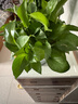 双盟绿萝盆栽除甲醛花卉绿植办公室新房净化空气180加仑4盆装源头直发 实拍图