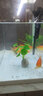佳璐（jialu）超白水草鱼缸免换水族箱懒人生态鱼缸小型水族箱 60cm长 水草超白缸 灯 过滤器（含底沙） 实拍图