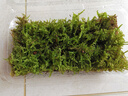 柯必达青苔藓鲜活苔藓微景观植物盆景盆栽水陆缸假山草造景材料白 大灰藓(15*8)cm 2盒 实拍图