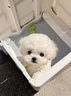 果粒之星纯种比熊犬幼犬活体双血法国卷毛微笑天使白色比熊活体贵族宠物狗 宠物级 实拍图