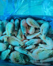 海皇湾格陵兰头籽北极甜虾北极熊腹籽刺身特大号冰虾元宝虾籽虾 【头籽礼盒装】 4斤(净重)  90-120 实拍图