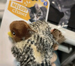 贵为（GiGwi）小鸟发声逗猫玩具小猫咪幼猫自嗨解闷神器磨牙耐咬宠物玩具逗猫棒 实拍图