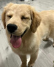 KONOKO宠物免洗泡沫幼猫幼犬干洗泡沫免水洗猫咪狗狗免洗沐浴露500ml 实拍图