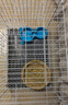 憨憨宠兔子笼 兔笼加粗加密家用兔子专用笼子可折叠兔笼子特大号养殖笼 700# 白色可折叠加密双层兔子笼 实拍图