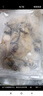 一虾一世界鲜活现剥去壳大号生蚝肉250g/盒 新鲜速冻牡蛎肉海蛎子火锅烧烤 大号3斤装 250g*6盒【固形物80%】 实拍图