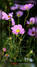 腾龙（Tamron）B061R 18-300mm F/3.5-6.3 Di III-A VC VXD防抖远摄大变焦微单镜头旅游 佳能RF口 实拍图