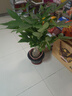 大型植物发财树各种大颗盆栽开业乔迁客厅办公室内好养大型绿植 独杆发财树40-50cm+黑福盆 实拍图