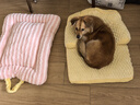 华元宠具（hoopet）猫窝保暖冬季大号超级大猫窝狗窝四季通用猫咪垫子睡觉用猫沙发床 M 建议15斤内·英短渐层小型犬 实拍图