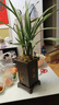 劉閣蘭花四季素心大凤素夏带花苞出售有香味的花苗室内阳台绿植物花卉盆栽 5-8苗带黑色四方仿紫砂盆 实拍图