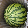 京鲜生 无籽麒麟大西瓜 1粒装 7-9斤 生鲜水果 实拍图