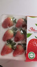 樱鲜JD顺丰多地次日达非丹东99牛奶红颜奶油酸甜云南草莓新鲜水果年货 3盒 甄选果【45枚】单果18-26g 实拍图