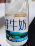 天润（terun）鲜牛奶 巴氏低温新疆纯牛奶全脂早餐鲜奶 烽火台牧场奶源210g/瓶 畅享装8瓶【值！80%选】 实拍图