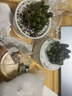 绿荫巷子多肉植物组合套餐肉肉室内植物办公室电脑桌面盆栽好养活小盆栽 【万重山】优选 含瓷盆+托 含猫 实拍图