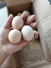 京喜加农家新鲜散养鸡蛋单枚40g正负5g谷饲蛋初生蛋溏心蛋早餐生鲜买菜 10枚 实拍图