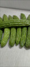 【京东物流】农家新鲜苦瓜蔬菜清热降火农家自种现摘现发生鲜 新鲜苦瓜 4斤 带箱 实拍图