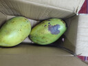 【双十一热卖】玉芒水果芒果新鲜上市 带箱2斤【单果300g+】 实拍图