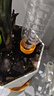 芷郁滴水器自动浇花器渗水器家用自动浇花定时懒人浇水器 3个装 实拍图
