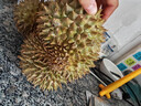 京鲜生 进口金枕头榴莲 净重5-6斤 1个装  鲜果 生鲜 新鲜水果 实拍图