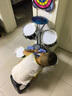 俏娃宝贝 儿童架子鼓初学入门爵士鼓1-3宝宝玩具男孩礼物六岁敲打音乐乐器 黑:7鼓【琴鼓合一】+DJ琴+话筒 实拍图